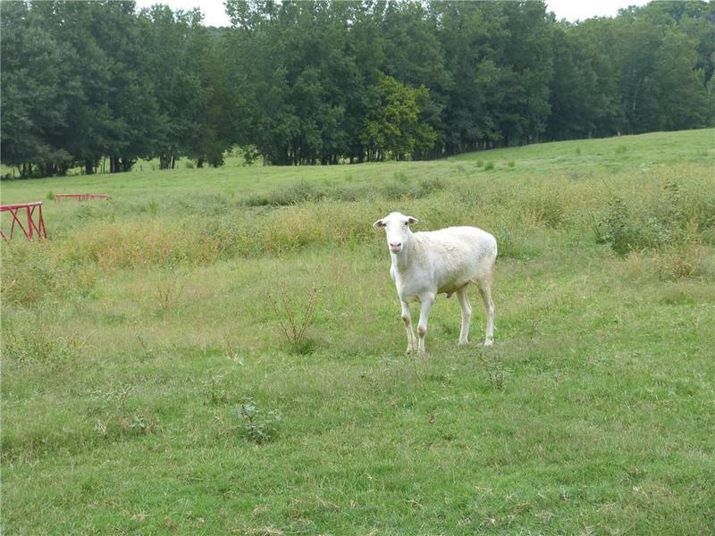Image for property 1650 Locklin Cemetery Road, Monroe, GA 30656