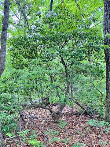 Image for property 950 SIGN BOARD GAP Trail, Dawsonville, GA 30534