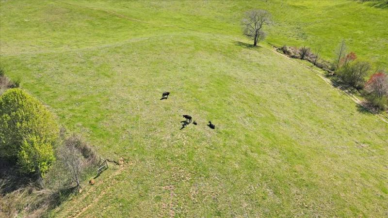 Image for property 2775 Yonah Homer Road, Lula, GA 30554